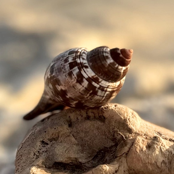 FL TRUE TULIP COLLECTOR SEASHELL SEMI RARE DISPLAY SHELL NAUTICAL DECOR COASTAL - Picture 5 of 12